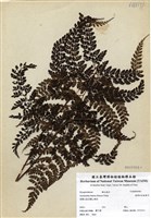 藏品(臺灣兩面複葉耳蕨)的圖片